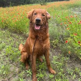 Goldendoodle and Golden Retriever All Grown Up from Seven Oaks Goldens and Doodles