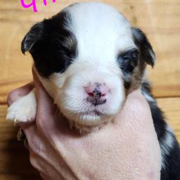 Girl 5 - Blue merle female Miniature Australian Shepherd puppy in Hampton, Tennessee from TC Farms Stock Dogs - Miniature Australian Shepherds