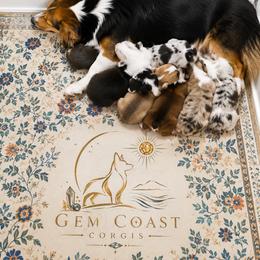 American Corgi puppies from Gem Coast Corgis