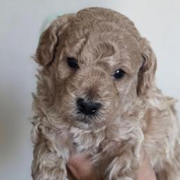 Baker - Apricot male Goldendoodle puppy in Vernon, Texas from Sugarland's Texas Goldendoodles
