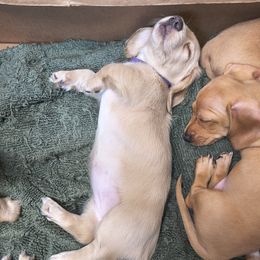 Sierra - Cream female Dachshund puppy in Tustin, California from Costal Cream Doxies