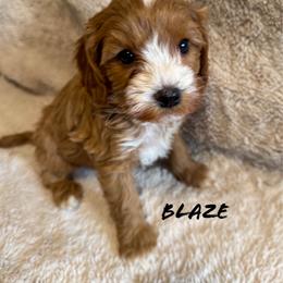 Blaze - Brown male Cavapoo puppy in Hallsville, Missouri from Cedar Hill Pups