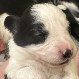 Girl 3 - Border Collie puppy in Barnstead, New Hampshire from Pettigrew's Border Collies
