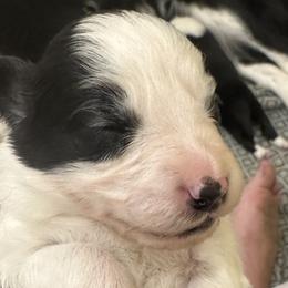 Girl 3 - Border Collie puppy in Barnstead, New Hampshire from Pettigrew's Border Collies