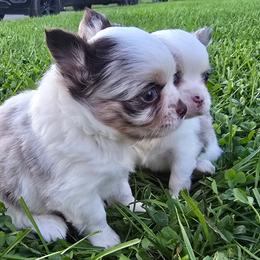 Magel - Merle male Chihuahua puppy in Amity, Pennsylvania from Baxters Chihuahuas