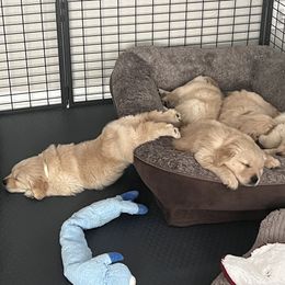 Golden Retriever Puppies from Golden Hour Golden Retrievers