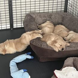 Golden Retriever Puppies from Golden Hour Golden Retrievers