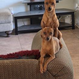 Lily - Miniature Pinscher