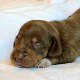 Girl 4 - Chocolate and tan female Dachshund puppy in Hollidaysburg, Pennsylvania from Weenie Bros