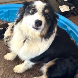 Puppers - Miniature Australian Shepherd