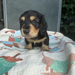 Black and cream male - Black and cream male Dachshund puppy in Manteca, California from Sweet and Low Dachshunds