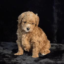 Clover - Red male Maltipoo puppy in Greenfield, Iowa from Sugar Plum Puppies