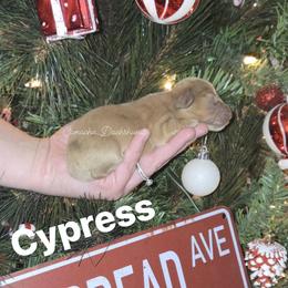 Cypress - Dapple female Dachshund puppy in Huntington, Texas from Camacho_Dachshunds
