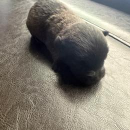 XOXO - Brindle male Cairn Terrier puppy in Lipan, Texas from Flyin G Cairns