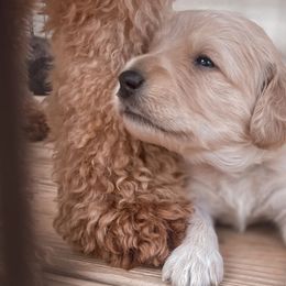 Goldendoodles from Adventure Doodles Of East TN