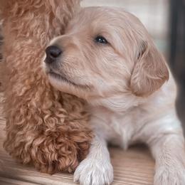 Goldendoodles from Adventure Doodles Of East TN
