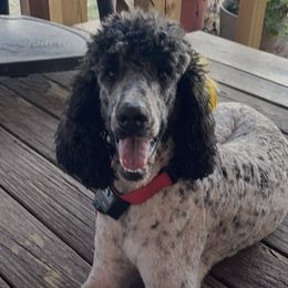 Sadie - Poodle