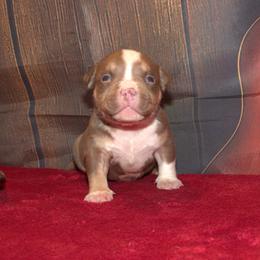 Stetson - Chocolate tri-color male American Bully puppy in Orlinda, Tennessee from SimplyBullies