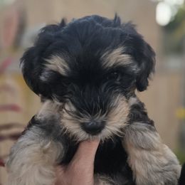 Dodger - Black and tan male Yorkipoo puppy in San Diego, California from TheSocialk9