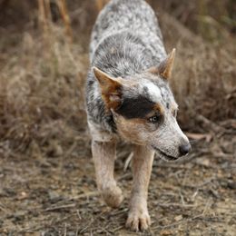 Australian Cattle Dogs and Dachshunds from Double S Kennel