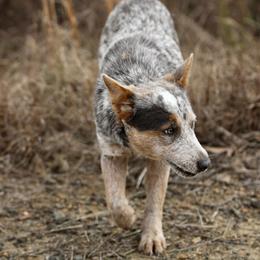 Australian Cattle Dogs and Dachshunds from Double S Kennel