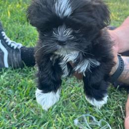 Cherry - Tricolor female Shih Tzu puppy in Marion, Texas from Hand Raised Shih Tzu’s