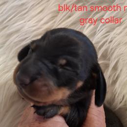Gray Collar - Black and tan male Dachshund puppy in La Pine, Oregon from Lil Deschutes
