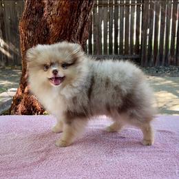 Nikola - Chocolate merle male Pomeranian puppy in Antioch, California from Ray of Poms