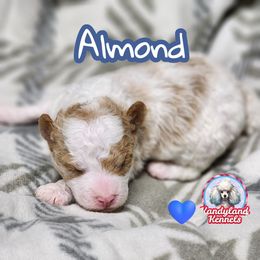 Almond - Parti male Poodle puppy in Hoagland, Indiana from Kandyland Kennels