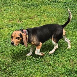 Ratchet - Beagle