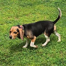 Ratchet - Beagle