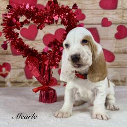 Pooh - Red and white male Basset Hound puppy in Dingess, West Virginia from Tuckers' Howling Hounds