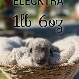 Elecktra - Charcoal female Dilute Retriever puppy in Puyallup, Washington from 12 Door Farm Labradors