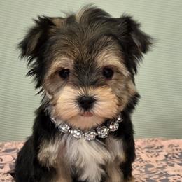 Dolly - Black & tan tri-color female Morkie puppy in Monticello, Iowa from Ashley’s Puppies