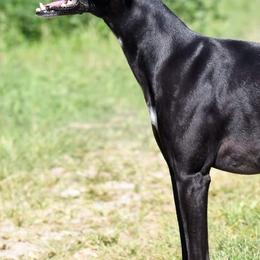 Whippets from Nota Bene Whippets