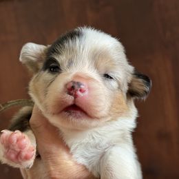 Cranberry-Mint collar male - Blue merle and white male American Corgi puppy in Benjamin, Utah from Nuna’s  Corgis