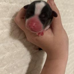 Stitch - Black and tan male Pembroke Welsh Corgi puppy in Vacaville, California from Hope_4thebay_Corgis