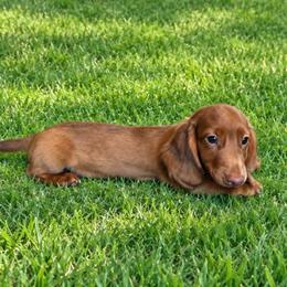 Joe - Dapple male Dachshund puppy in Sedalia, Missouri from Sho Me Spots