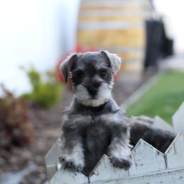 Miniature Schnauzer Puppies from Mt. View's Pretty Little Schnauzers
