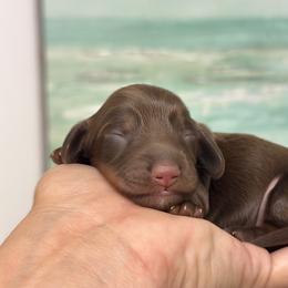 Kaia - Chocolate and tan female Dachshund puppy in Lakeland, Florida from Elite Doxies Florida