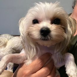 Tia - Biewer Terrier