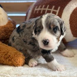 Poppy - Blue merle male Bernedoodle puppy in Toledo, Ohio from Avery Doodle Day LLC