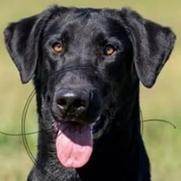 Labrador Retriever puppies from Wheatland Retrievers