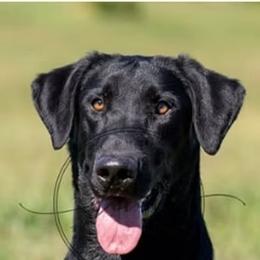 Labrador Retriever puppies from Wheatland Retrievers