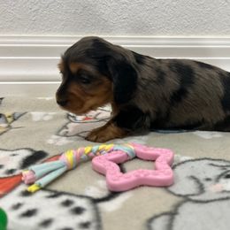 Girl 2 - female Dachshund puppy in Victorville, California from Saffron