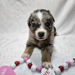 Buddy - Blue merle male Australian Shepherd puppy in Peach Bottom, Pennsylvania from Arcadia Australian Shepherds