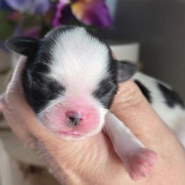 Blanche - Black and white female Shih Tzu puppy in Brighton, Missouri from Morningstar's Shih Tzu