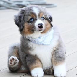 HANK BMM - Blue merle male Miniature American Shepherd puppy in Pasco, Washington from ROCK CREEK LABRADORS Pasco, WA