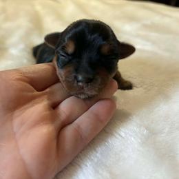 Sally - Black and tan female Yorkshire Terrier puppy in Georgia from Nalley Kennels
