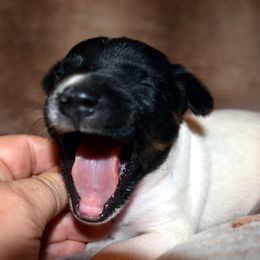Rat Terrier Puppies from RaganRat Terriers